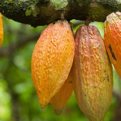 Origin of cocoa beans